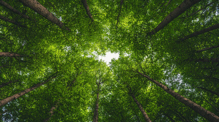 Obraz premium Upward view of forest majestic height and lush