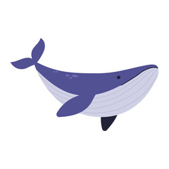 Blue whale animal illustration