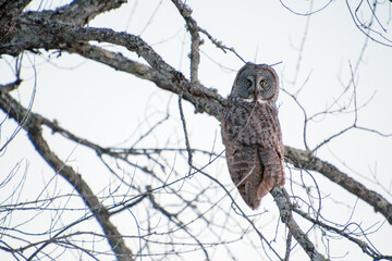 Great Gray Owl