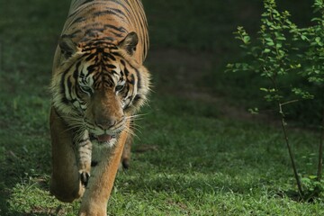 a Sumatran tiger walking in the thicket