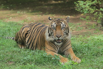 a sumatran tiger lying on the grass and looking at the camera
