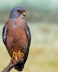 Kestrel bird, bird of prey, perched, tree branch, grey feathers, red-brown feathers, yellow eyes, orange beak, green background, nature, fauna, raptor bird. 