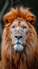 A close-up of a lion’s head, its gaze radiating power, majesty, and unshakable resolve. Markings on its muzzle tell the story of resilience and the untamed spirit of the wild.