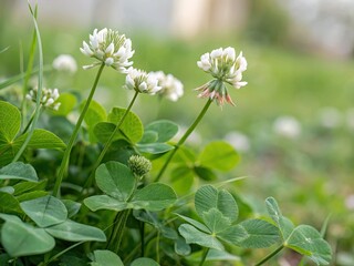 grass and flowers generative ai