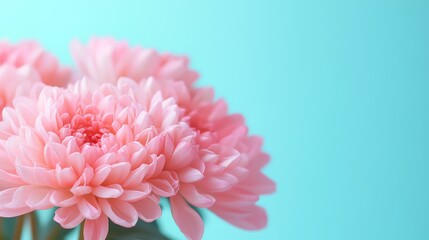 Soft-focus petals in pastel colors, glowing under natural light, flora gentleness, macro perspective