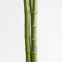 Fototapeta premium Bamboo tree stalk isolated on white background room for text