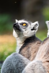 Ce lémurien captivé par les hauteurs raconte une histoire d’émerveillement et de curiosité dans les jungles luxuriantes, symbole de la nature indomptable