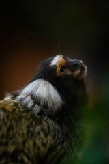 Dans l’obscurité apaisante de la jungle, ce singe énigmatique dévoile une élégance rare, un hommage silencieux à la beauté sauvage et méconnue de la nature.