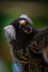 Fototapeta premium Un petit singe tamarin magnifiquement capturé dans un moment de curiosité et de douceur, mettant en valeur ses détails uniques et son regard expressif dans un environnement tropical.