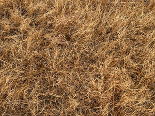 dry grass in the field