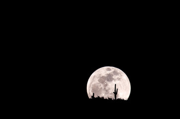 Full moon rising behind a Saguaro cactus (Carnegia gigantea)
