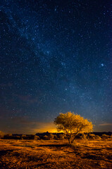 Mesquite tree under the milky way