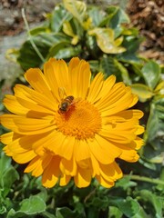bee on flower