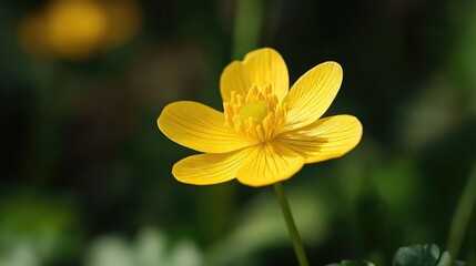 Vibrant yellow wildflower showcasing delicate petals in a lush green background ideal for nature and botanical themes