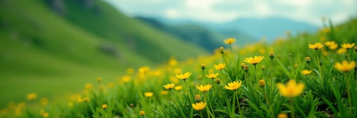 Obraz premium Small yellow flowers blooming on a grassy hillside, grass, flora