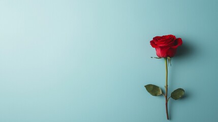 Obraz premium A single red rose rests elegantly against a soft blue background, symbolizing beauty and romance.