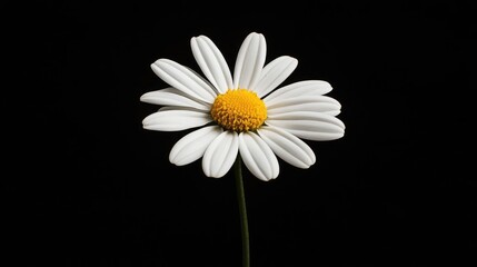 Elegant close-up of a single white daisy flower with a vibrant yellow center against a black background showcasing natural beauty.