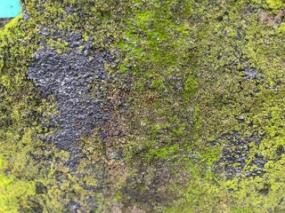 green moss on the stone