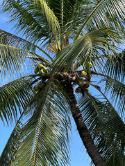 coconut tree in nature garden