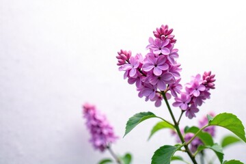 Obraz premium Lilac flowers swaying in the breeze against a white backdrop, lilac flowers, serene