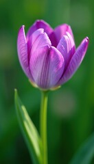 Naklejka premium delicate purple petals unfolding on a green stem, landscape, flower, garden