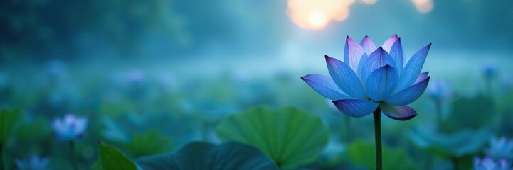 Fototapeta premium Distant blue lotus flower blooming in the misty morning, misty, blue, natural