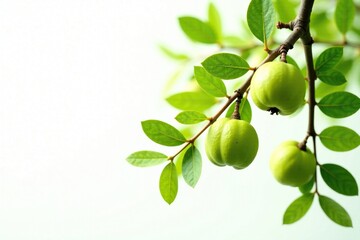 Macadamia tree branches with leaves against white background, nature, plant