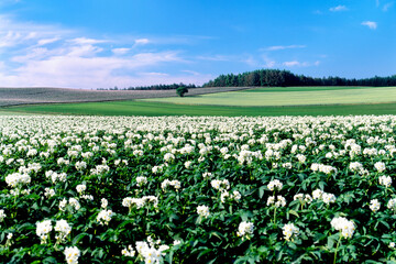ジャガイモの花（旭川市西神楽）
