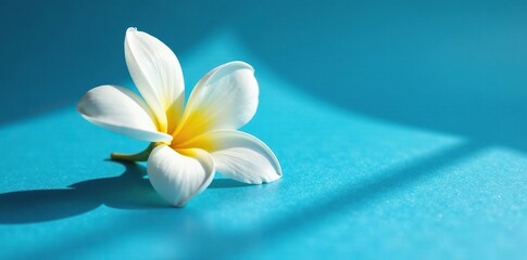 Obraz premium The intricate details of a white flower are revealed in the shadows on a blue surface, photography, flower, shadow