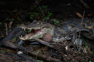Spectacled caiman (Caiman crocodilus) mouth open on side of the river in rainforest national park reptile Costa Rica 
