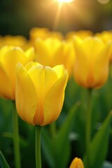 Fototapeta premium Soft petals of tulips gently swaying in breeze, yellow, evening, bloom