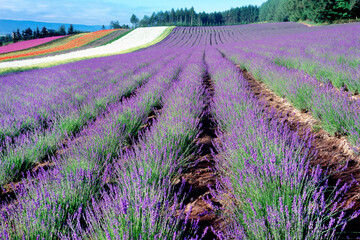 Naklejka premium ラベンダーの丘（中富良野町）