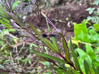 dragonfly sitting on a blade