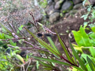 grasshopper on the ground