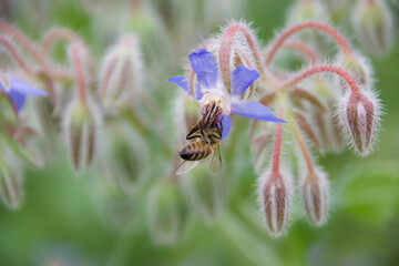 A wild bee clinging to a delicate blue borage flower, collecting pollen, surrounded by soft green foliage and fuzzy buds, emphasizing its role in pollination.