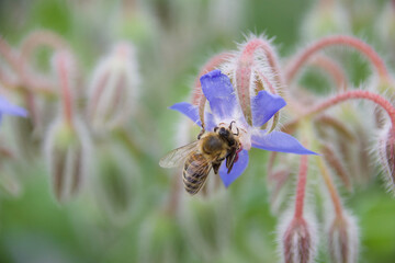 A wild bee clinging to a delicate blue borage flower, collecting pollen, surrounded by soft green foliage and fuzzy buds, emphasizing its role in pollination.