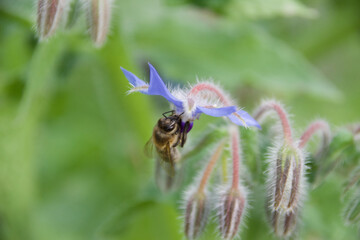 A wild bee clinging to a delicate blue borage flower, collecting pollen, surrounded by soft green foliage and fuzzy buds, emphasizing its role in pollination.