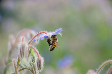 A wild bee clinging to a delicate blue borage flower, collecting pollen, surrounded by soft green foliage and fuzzy buds, emphasizing its role in pollination.