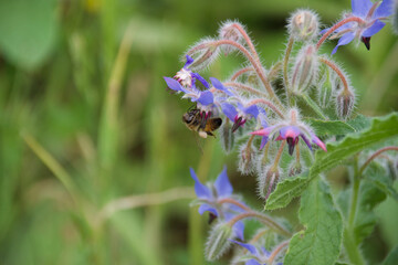 A wild bee clinging to a delicate blue borage flower, collecting pollen, surrounded by soft green foliage and fuzzy buds, emphasizing its role in pollination.