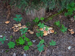 Mushrooms cluster, vibrant green clover, dry leaves and organic debris under cypress tree. Mediterranean autumn woodland biodiversity, Mallorca, Balearic Islands flora and nature.