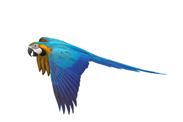 Fototapeta premium Colorful flying Blue and Gold Macaw parrot isolated on transparent background png file