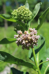 Common milkweed blooms with green buds in the background at Miami Woods in Morton Grove, Illinois