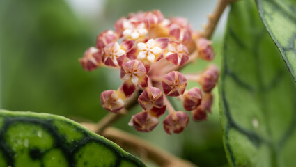 Close up of Partially Open Flowers of Hoya Callistophylla