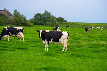 Cows grazing on a summer day on a meadow. Cow on field. Cow grazing on green meadow. Cows grazing on farmland. Cattle pasture in a green field. Cows in a field on a Cattle farm. Organic milk from