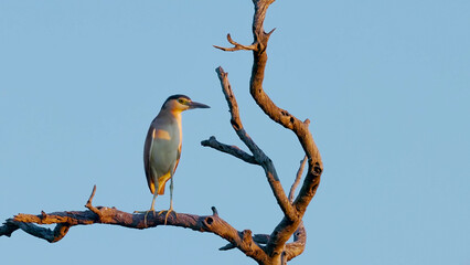 a sunset shot of a nankeen night heron perching in a dead tree at cunnamulla of western queensland, australia