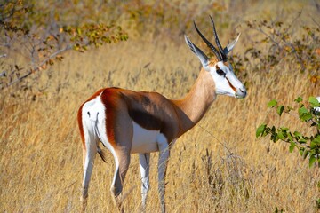 The springbok or springbuck (Antidorcas marsupialis) in Etosha National Park (Kunene region, northwestern Namibia)