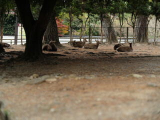 鹿の集会