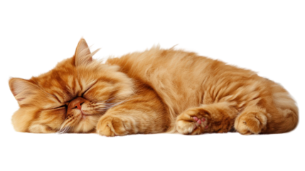 Sleeping orange cat with fluffy fur and peaceful expression