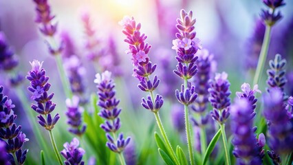 Naklejka premium Lavender Flowers Close-up Tilt-Shift White Background
