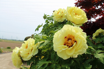 黄色の牡丹の花